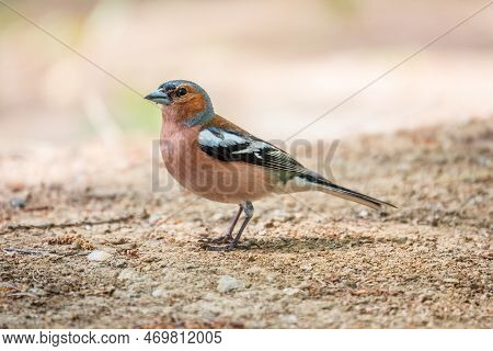 Common Chaffinch, Fringilla Coelebs, Sits On The Ground In Spring. Common Chaffinch In Wildlife.