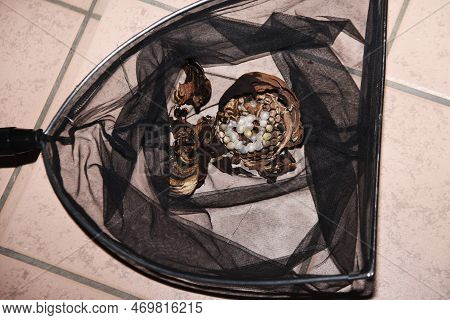 Hornet Nest. Hornets Are Large, Ferocious And Aggressive Bees That Form A Society Centered On The Qu