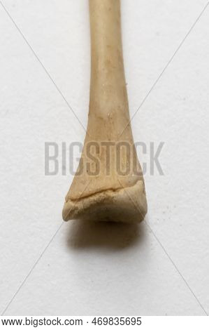 Close Up View Of Femer. Bird Anatomy. This Is A Part Of Bird Skeletal System