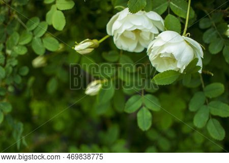 White Roseship Flower On A Dark Green Background. Two Flowers In A Pair. Together. The Concept Of A 