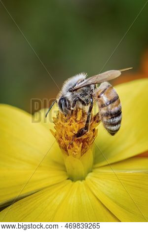 Image Of Bee Or Honeybee On Yellow Flower Collects Nectar. Golden Honeybee On Flower Pollen. Insect.