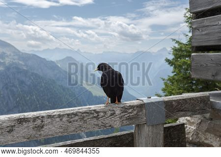 Yellow-billed Chough, Pyrrhocorax Graculus. Photo Taken In Bavarian Alps, Berchtesgadener Land Distr