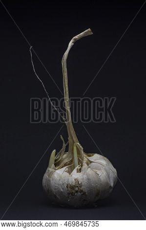 A Bulb Of Garlic Isolated On Black Background