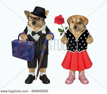A Cuople Of Dogs In Love Are Walking Together. White Background. Isolated.
