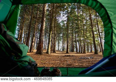 View From The Tent Inside On The Pine Forest In The Summer Landscape. Traveler Green Tent. Tourist T