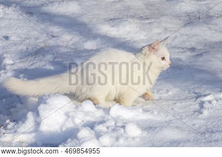 Textured Surface, White Fluffy Cat Unnoticed Quietly Moves In Snow