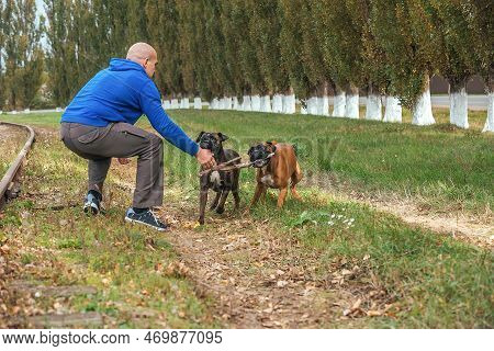 A Male Owner Of A Dog Kennel Of The German Boxer Breed Walks Adult Dogs And Trains Them On A Walk In