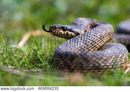 Close-up Of Blotched Snake Or Elaphe Sauromates Showing Its Tongue