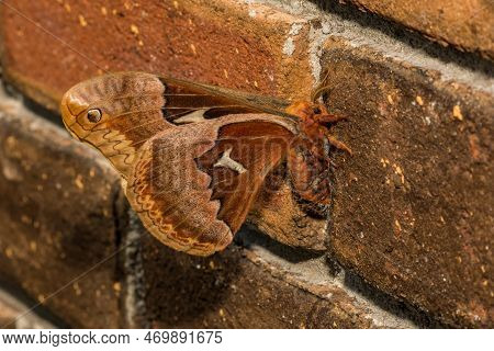 Tulip Tree Silkmoth On The Side Of A Brick Building - Callosamia Angulifera