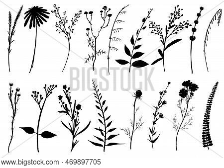 Big Set Silhouettes Botanic Blossom Floral Elements. Branches, Leaves, Herbs, Wild Plants, Flowers. 