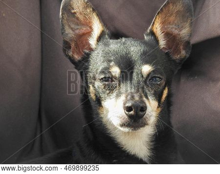 A Sleepy Chihuahua With Ears Perked Up