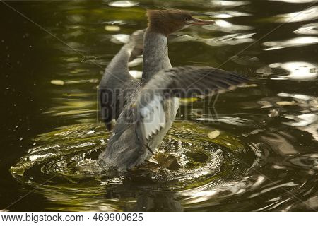 Common Merganser, Goosander (mergus Merganser) In Zoo.
