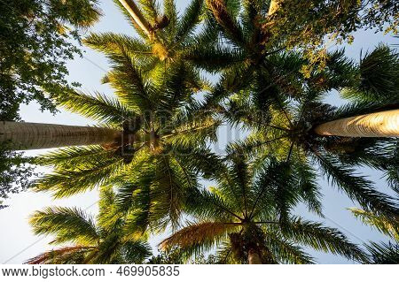 Canopy Of Royal Palm - Roystonea Regia - Fronds In Clear Early Morning Light In Green Cay Nature Cen