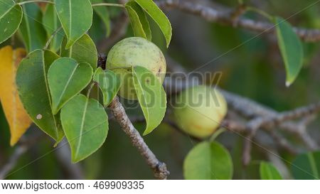 Close Up Of Fruit And Leaves Of A Manchineel Tree At Manuel Antonio