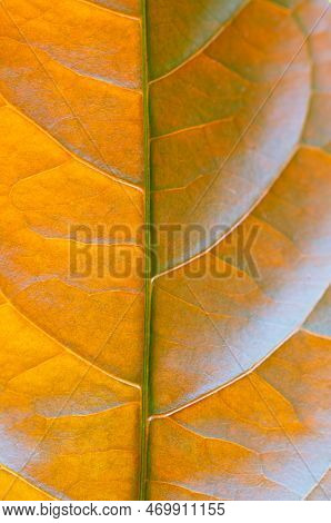 Close-up Macro Picara Exotic Tropical Leaf Background Fresh Orange Leaves Plant Foliage Abstract Pat