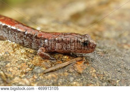 Natural Closeup Shot Of North California Slender Salamander, Batrachoseps Attenuatus, On A Wed Woode