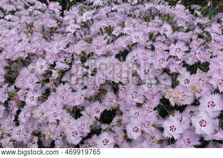 Hundreds Of Light Pink Flowers Of Garden Pink In May