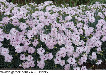 Plenty Of Light Pink Flowers Of Garden Pink In May