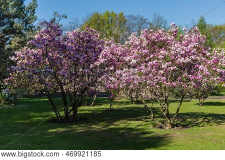 Bushes Of Blooming Magnolia Liliiflora, Also Known As Lily Magnolia Or Purple Magnolia In The City P