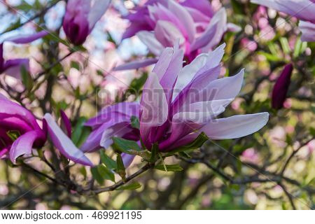 Flower Of Magnolia Liliiflora, Also Known As Lily Magnolia Or Purple Magnolia On A Blurred Backgroun