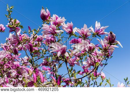 Branches Of Blooming Magnolia Liliiflora, Also Known As Lily Magnolia Or Purple Magnolia Against The