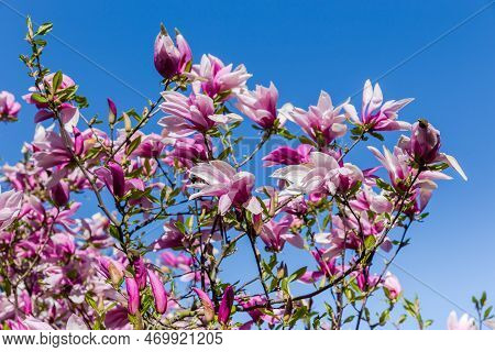 Branches Of Blooming Magnolia Liliiflora, Also Known As Lily Magnolia Or Purple Magnolia Against The