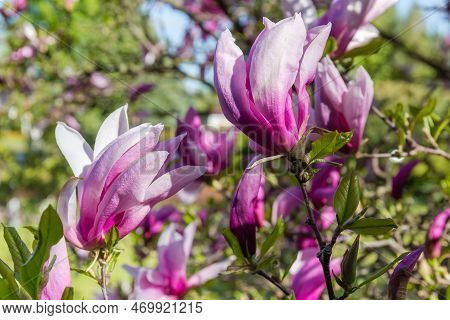 Flowers Of Magnolia Liliiflora, Also Known As Lily Magnolia Or Purple Magnolia On A Blurred Backgrou