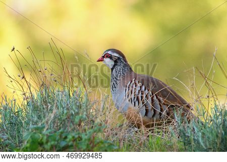 The Red Legged Partridge Also Known As French Partridge (alectoris Rufa).