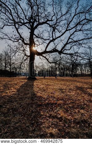 The Sun Bursts Around The Trunk Of A Tree At An Arboretum In Dupage County, Illinois