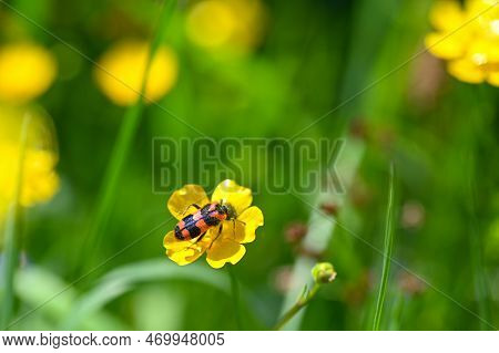 Mayfly ( Ephemeroptera ) On A White Daisy In Green Nature With Copy Space