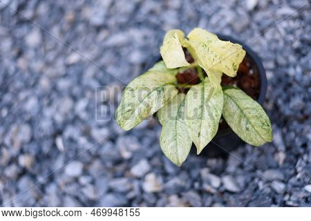 Fresh Rhaphidophora Puberula Variegated In The Pot