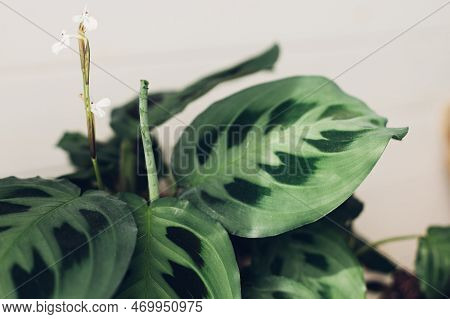 Maranta Plant. Maranta Leuconeura Flower And Exotic Leaves, Beautiful Houseplant In Modern Room. Gre