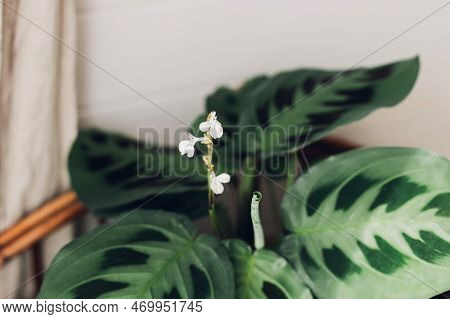 Maranta Plant. Maranta Leuconeura Flower And Exotic Leaves, Beautiful Houseplant In Modern Room. Gre