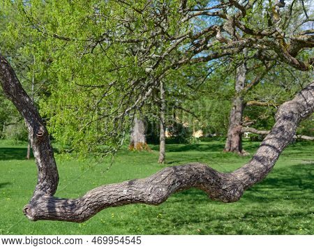 Traskanda Park In Finnish Espoo: Flowering Of Old Trees, Large Branches.