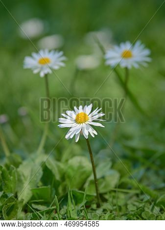 Chamomile In Field: Spring, Sunny Day In Meadow, Traskanda Park, White Flowers.