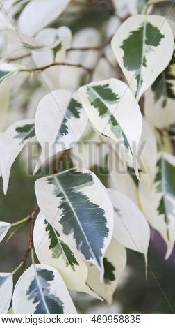 Variegated Ficus Benjamina Beautiful House Plant With White And Green Leaves.