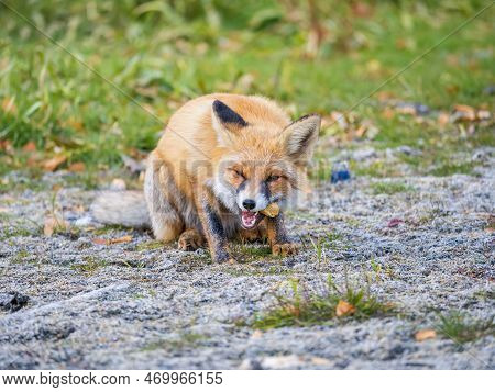 Close Up Of A Red Fox Vulpes Vulpes, Sitting On A Path In The Forest.