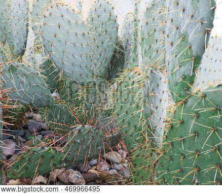 Sharp Spines Sticking Out All Over Green Pads Opuntia (also Known As Nopal) Cacti Growing In Arid Xe