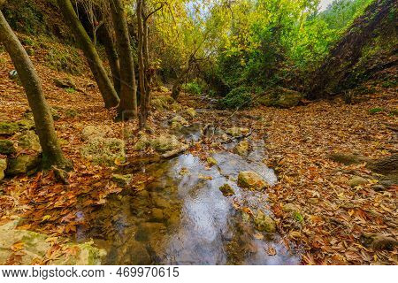View Of Rocks, Trees, Water Stream And Fall Foliage, In The Amud Stream Nature Reserve, Upper Galile