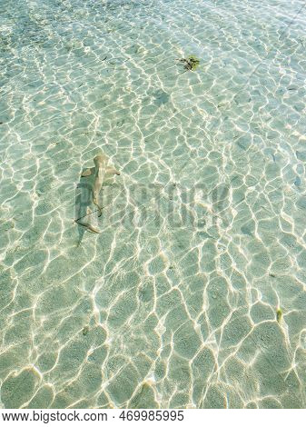 Blacktip Reef Sharks Hunting (carcharhinus Melanopterus) In The Shallow Water. Sunny Closeup Of Mald