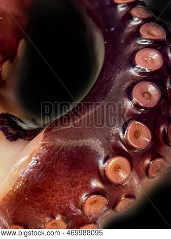 Close-up Of A Section Of An Octopus Arm.