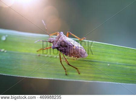 A Red-legged Tree Bug, Pentatoma Rufipes, Is Sitting On A Leaf.