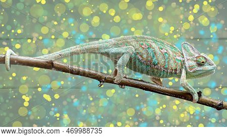 A Chile Camelion, Portrait Of A Camelion.