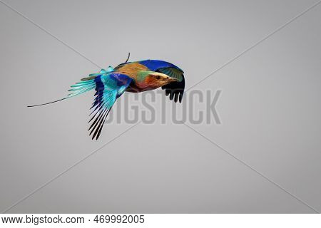 Lilac-breasted Roller With Catchlight In Blue Sky
