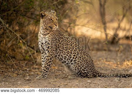 Close-up Of Leopard Sitting Looking Over Shoulder