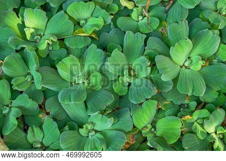 Aquatic Plant ,fresh Water Lettuec On Background.