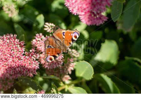 A Peacock Butterfly Is Eating On A Pink Sedum Flower - Hare Cabbage. A Flowerbed With Flowers Pollin