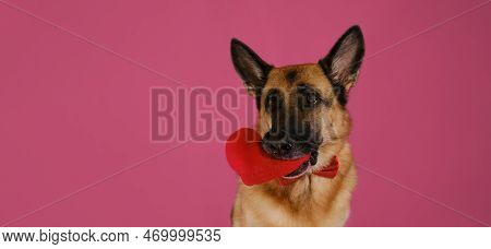 Concept Of Valentine's Day. Postcard With Pet On Pink Background. German Shepherd Dog Holds Soft Toy
