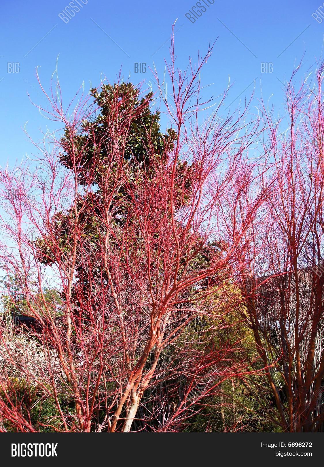 Trees Bright Red Image & Photo (Free Trial) Bigstock
