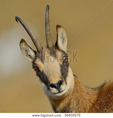 chamois (rupicapra rupicapra)